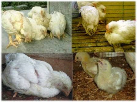 Cara Mengatasi Penyakit Berak Darah Pada Ayam | Ternak Ayam