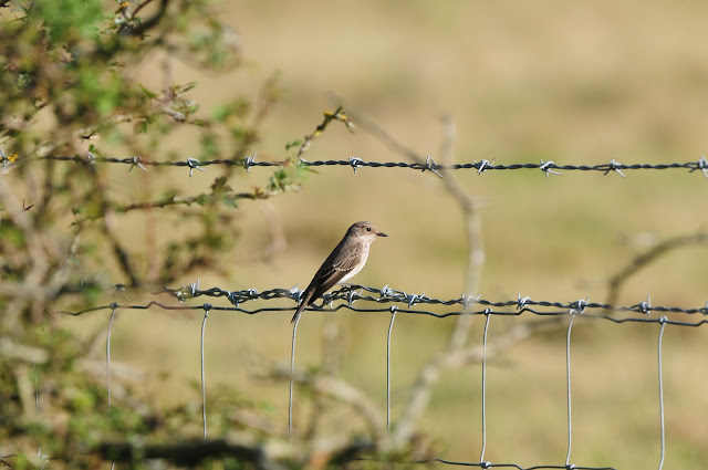 Spotted Flycatcher at Adder Alley Pulborough Brooks