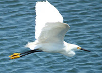 Snowy Egret in flight – Bolsa Chica Conservancy, CA – June 2009 – photo by Regular Daddy