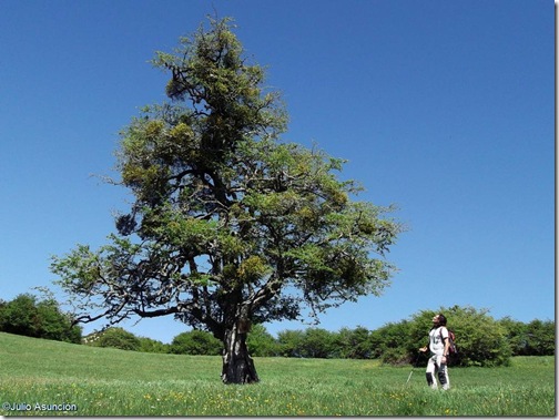 Espino de Azparren