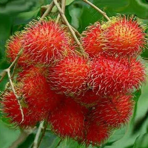 Bibit Rambutan Binjai