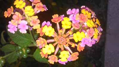 lantana camara