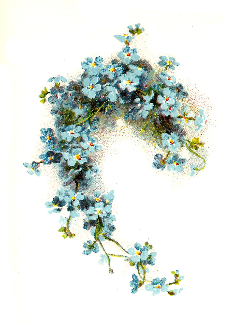 Antique Images Free Flower Clip Art  Blue Forget Me Not 