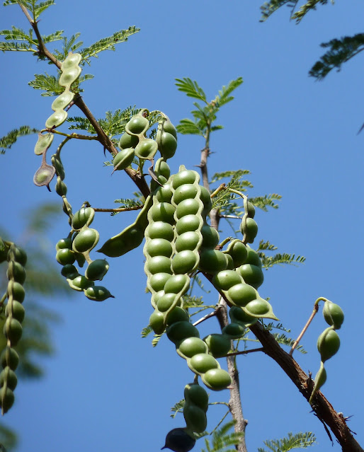 السنط العربي أو السمر العربي أو السنط النيلي أو الشَوْكَة المِصْرِيَّة   Acacia_nilotica,_peule,_a,_Uniegeboutuine