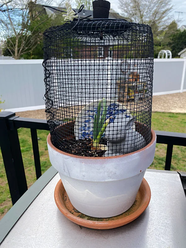 wire cloche over plant with bunny