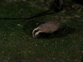 Badger, Scotland