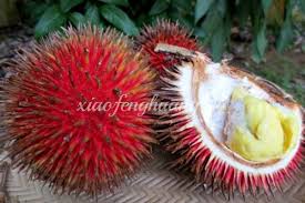 UNIK !!  Buah durian yang unik ^^  yang berwarna merah 