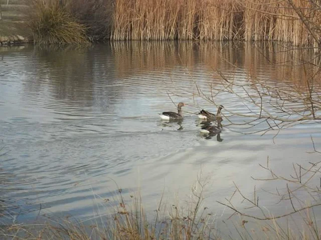 patos en la laguma