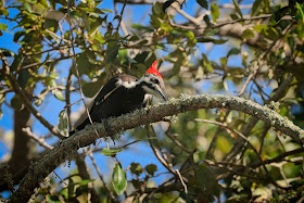 Pileated Woodpecker.