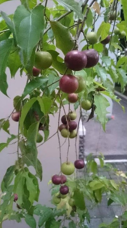 bibit tanaman plum australia plum merah plum dataran rendah an Kalimantan Timur