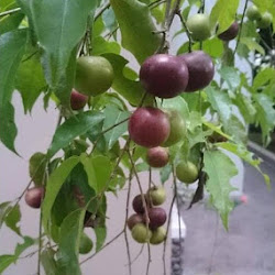 Pedagang Bibit Tanaman Plum Australia Merah Dataran Rendah An Jawa
Tengah - hayaprojects