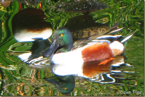 sweetwater wetlands_071