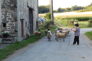 buurvrouw met haar schapen