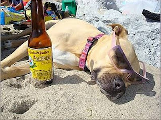 Funny Animals Party