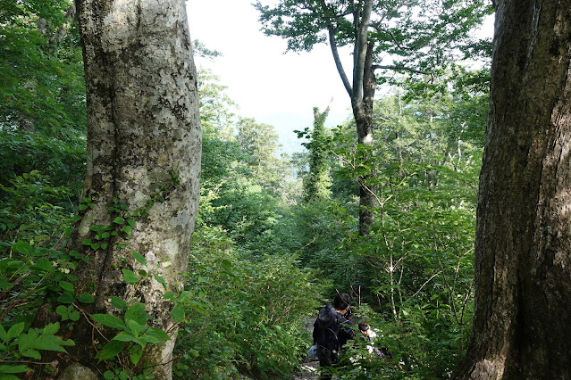 8月の大山夏山登山道