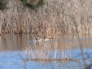 Canada Geese, Hooded Merganser