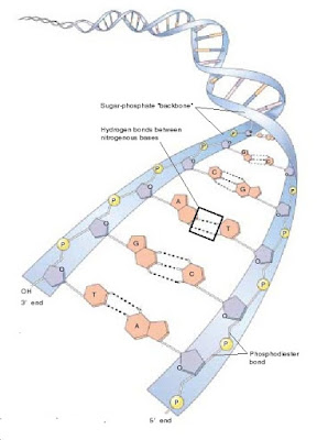 DNA double helix, untaian DNA, penyusun DNA, ikatan hidrogen