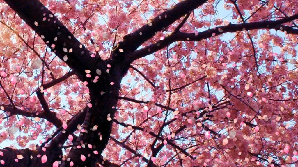 10 Gambar Wallpaper Bunga Sakura Gambar Top 10