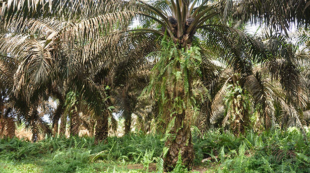 Image: Oil Palm Rejuvenation