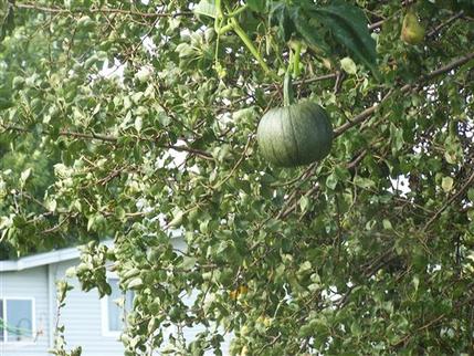 Labu dijumpai tumbuh di atas pokok buah pear di Iowa 