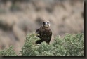 Brown falcon
