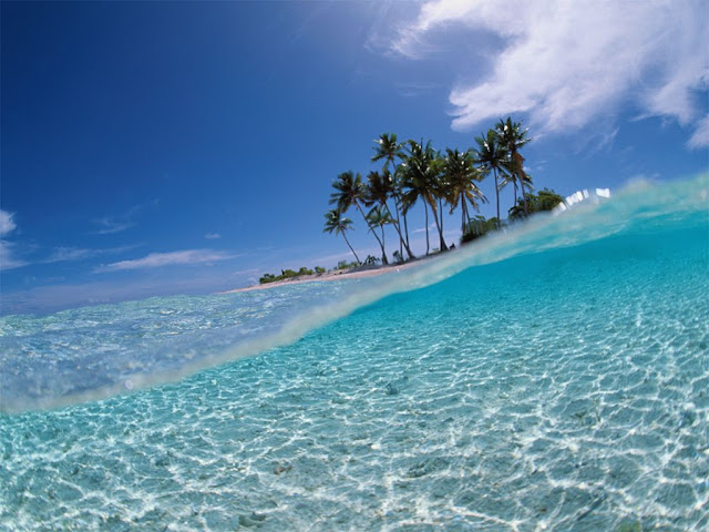 Palmeras Beach Palm Tree