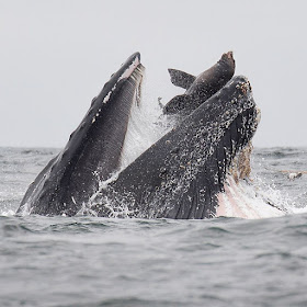 Just the other day I witnessed something out on Monterey Bay I had never seen before.