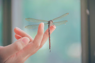dragonfly antenna