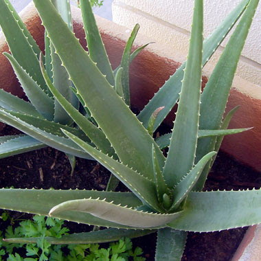 How To Grow Aloe Vera From Seed Garden How