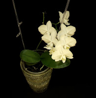 phalaenopsis kwiaty