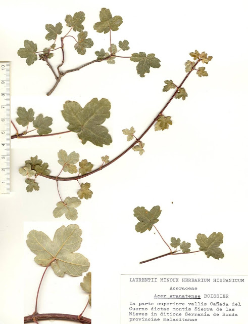 Lámina del herbario LAURENTII MINOUX HERBARIUM HISPANICUM. Ramitas de Acer granatense BOISS, recolectadas en septiembre de 1975 en la parte superior de la Cañada del Cuerno, en la Sierra de las Nieves. Fuente: Dr. Laurent Minoux, http://www.minouxia.fr/minouxia-herbar-hisp.htm