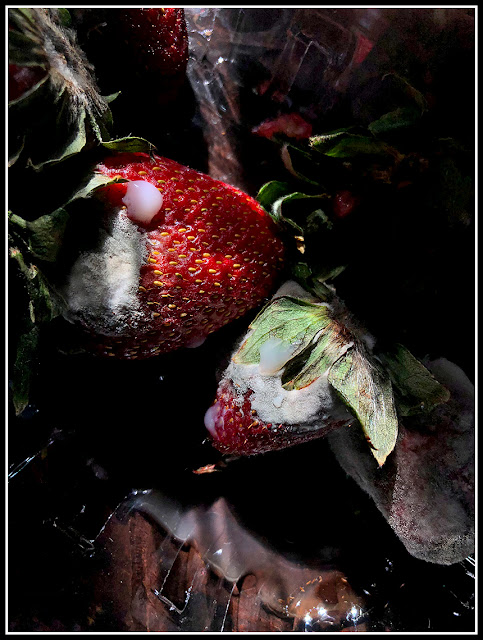 iPhoto; iPhonography; Nova Scotia; Decay; Mold; Mould; Strawberries