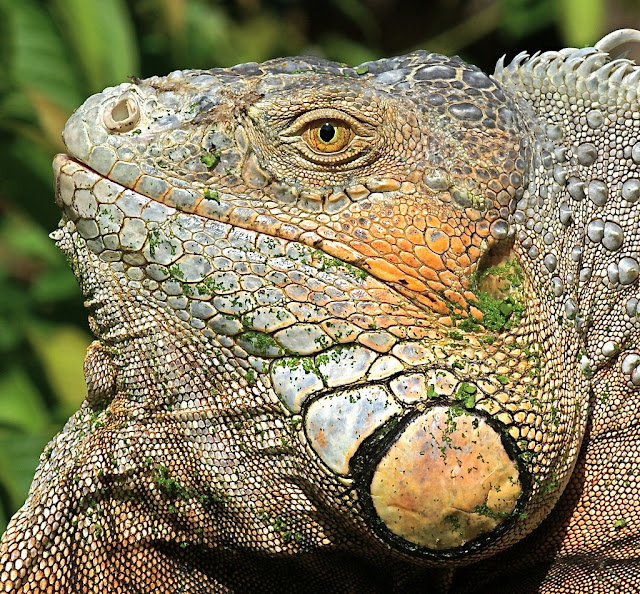 Обыкнове́нная игуана (Iguana iguana)