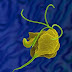 Vaginal Discharge