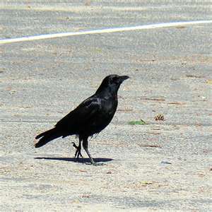 Black Birds on Maybe It S Just Me     Black Birds Of Death