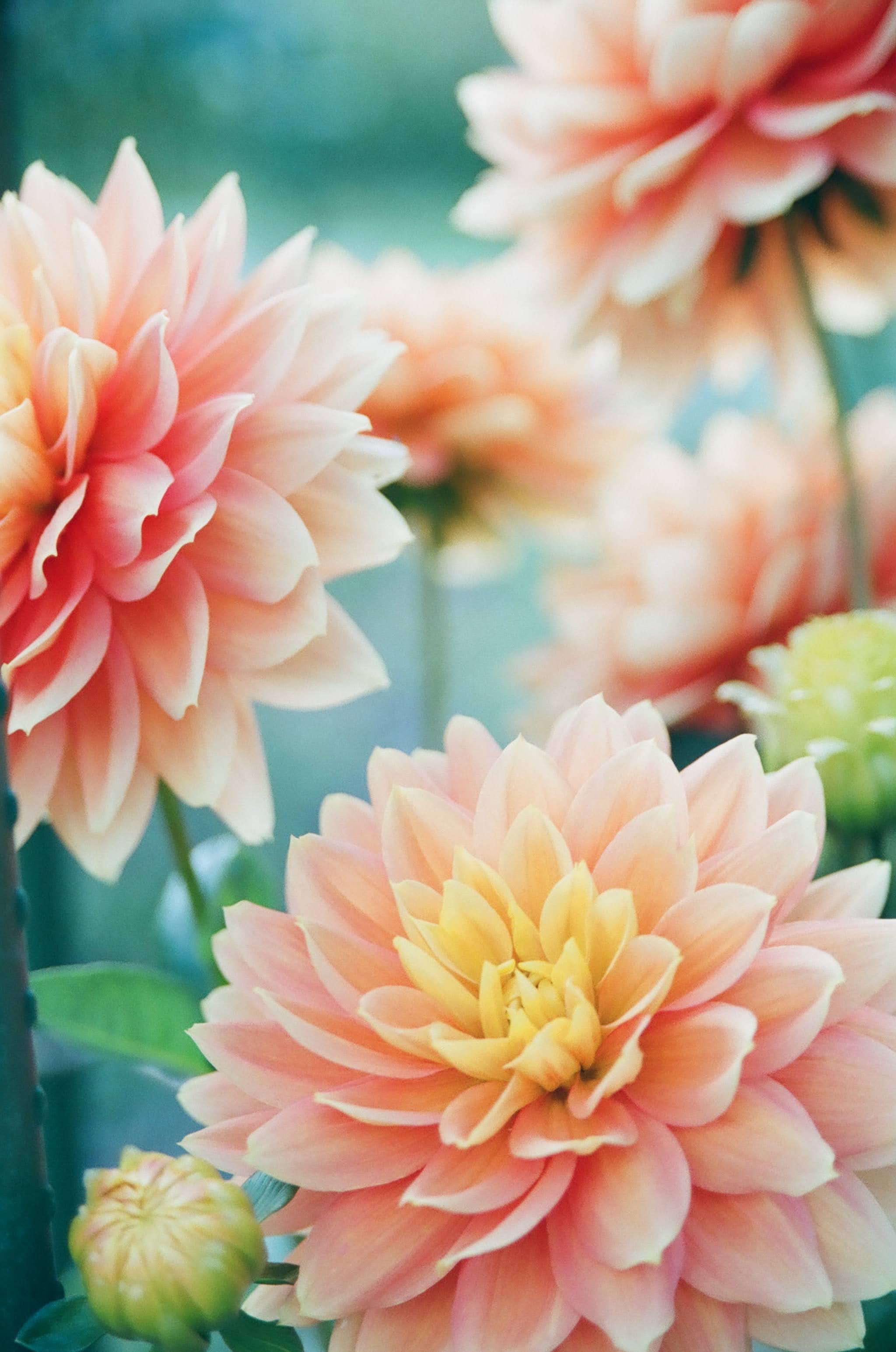 Pink Dahlia Flowers in Focus | Photo by Mio Ito via Unsplash