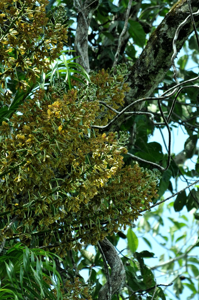 Nina s Blog Pesona Anggrek  Tebu Hutan Tropis Kapuas Hulu