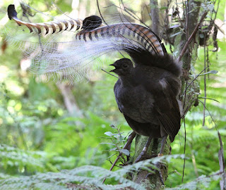  atau Superb Lyrebird yakni kenis burung pengicau yang mempunyai postur badan jumbo 4 Audio Tambahan Suara Burung Lyrebird Mantep Tenan