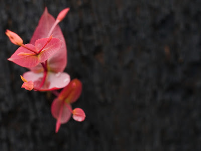 fotografia de orquideas lilas