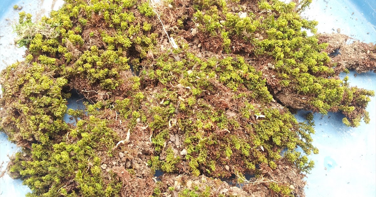 スナゴケの下処理をしました 苔モス工房 スナゴケの下処理をしました 苔モス工房