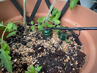 Iso kukkaruukku jossa kasvaa tomaatti. Blumat kastelee senkin.