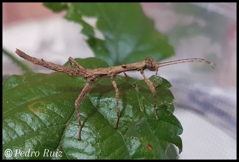 Ninfa hembra L3 de Lamponius bocki "Veron", 3 cm de longitud