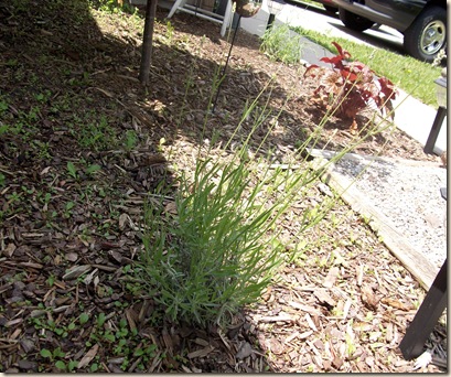 flower garden photos 019