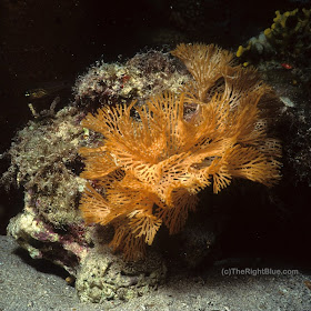 Reteporelina denticulata