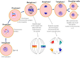  Senang sekali rasanya kali ini sanggup kami bagikan artikel wacana bahan  Proses Pembelahan Sel (Amitosis, Mitosis, & Meiosis)