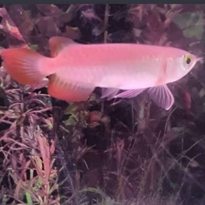 Apakah Arwana Red Banjar Dilindungi?