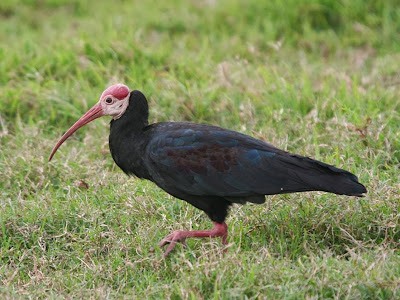Southern Bald-Ibis