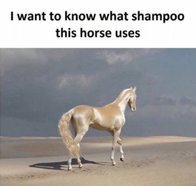 What shampoo this horse uses! - Funny memes pictures, photos, images, pics, captions, jokes, quotes, wishes, quotes, sms, status, messages, wallpapers.