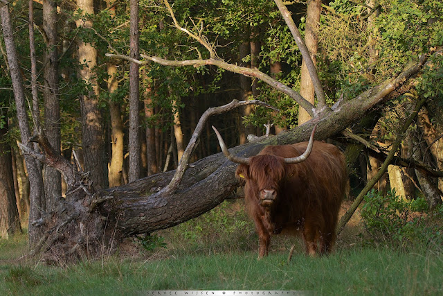 Schotse Hooglanders - Scottish Highlander - Bos Taurus ss