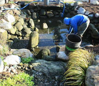 professional pond cleaning